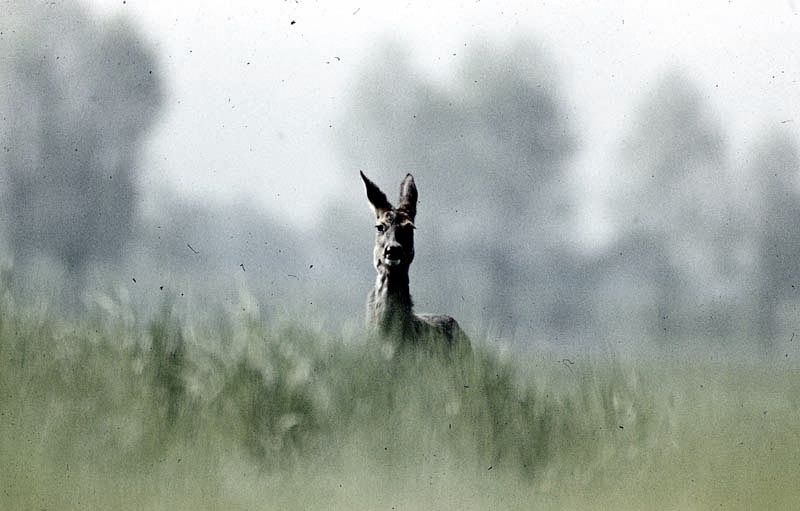 Jagdurlaub in Mecklenburg - Jagd Jagen Wald Wildtiere Mecklenburg